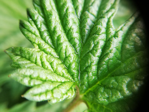 Beautiful green leaf, hops leaf, macro texture. Beautiful leaf texture in nature. Natural background, copy space. Desktop wallpapers, postcard.