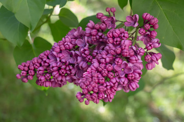 Fototapeta premium Green branch with spring lilac flowers