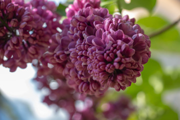 Green branch with spring lilac flowers