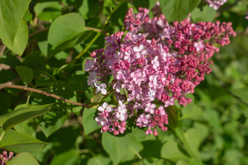Fototapeta na wymiar Green branch with spring lilac flowers