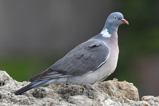 Ringeltaube (Columba palumbus) - Common wood pigeon