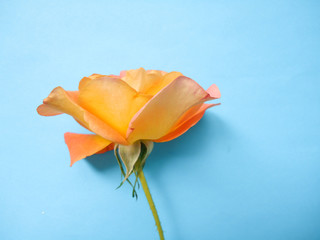 yellow rose on blue background