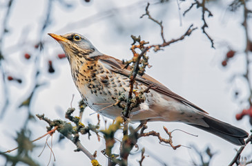 Wacholderdrossel im Baum