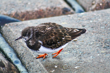 bird on the beach