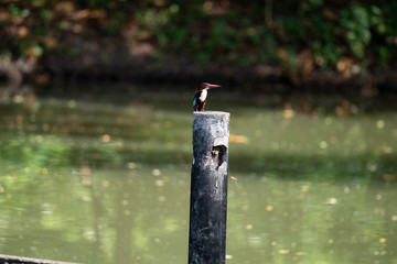 White - throated kingfisher