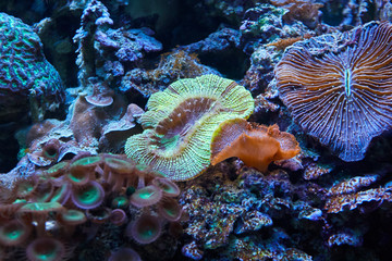 underwater reef seascape. background backdrop.