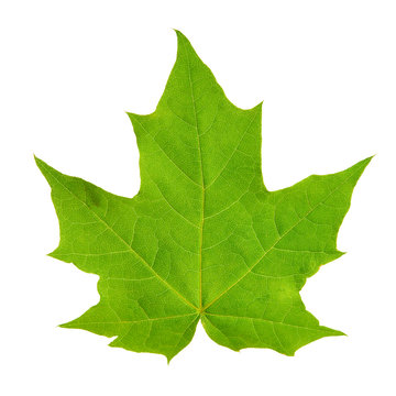 green maple leaf isolated on white background. template element for design.