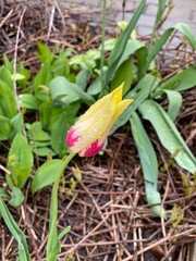 Тюльпан желто-розовый