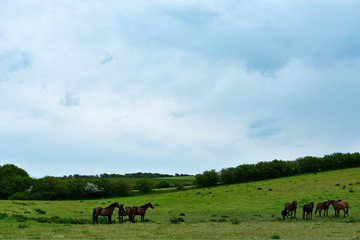 herd of horses