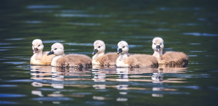 Young swans swim on the surface together.