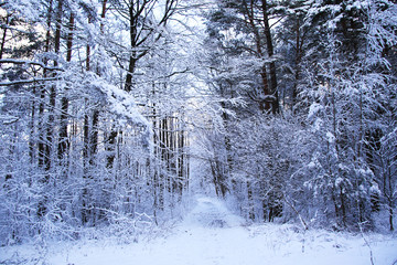beautiful snowy forest and empty road