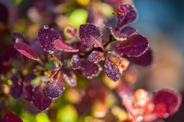 dew drops on beautiful red leaves in sunshine at garden, summer concept  