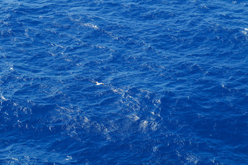 Brown booby (Sula leucogaster), seabird at the ocean