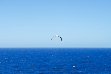 Fototapeta na wymiar Brown booby (Sula leucogaster), seabird at the ocean