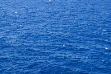 Brown booby (Sula leucogaster), seabird at the ocean