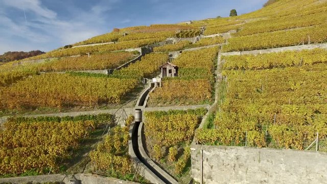 Lavaux, Switzerland - October 30, 2015: The Lavaux is a famous wine-growing region in the canton of Vaud in Switzerland on the northeastern shore of Lake Geneva, extending between Lausanne and Vevey