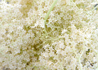 Elder white flowers Close up of  blossoms, background, texture, concept elder black, sambucus nigra l., healthy herb using in medicine and cuisine