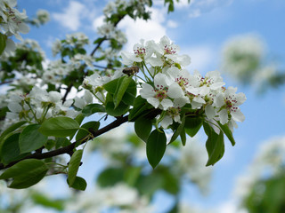 Fresh white flowers of an apple tree blossoms on a tree branch. Flowers and background.