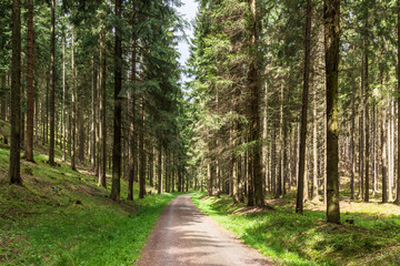 Fototapeta premium Wanderweg im Thüringer Wald
