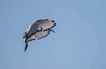 African sacred ibis
