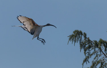 African sacred ibis