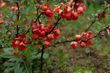 honeysuckle plants. red flowers on a green background