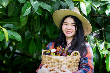 Happy Asian gardener woman in hat holding basket of mangosteens which picked in harvest season at his organic garden.Happy Thai farmer girl picking mangoesteen fruit. Organic garden concept. 