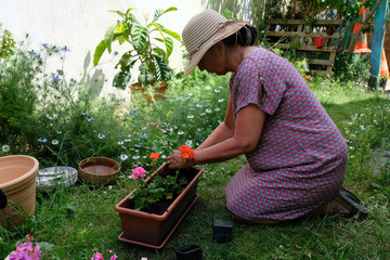 Woman potting geranium plants | Femme rempotant des plants de géraniums