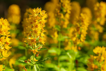 View of field of yellow flowers