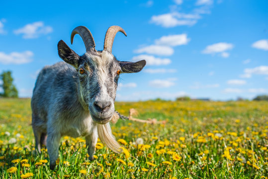 A goat grazes on a field of dandelions. Photographed close-up on a background of the sky.