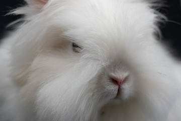 white rabbit on black background in close-up