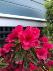 Fototapeta na wymiar red flowers in a garden