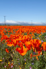 field of poppies orange super bloom close up low angle with blue sky