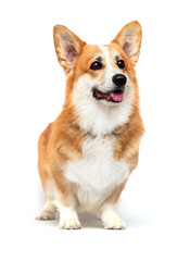 dog stands and looks on a white background, welsh corgi pembroke