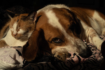 Dog and cat relax in bed