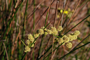 Scirpoides holoschoenus, Clustered clubrush. Headed, close up