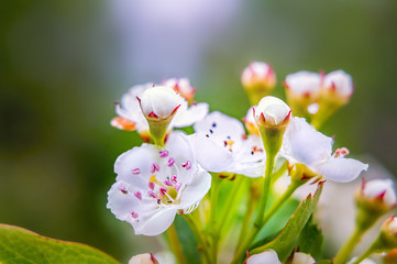 Hawthorn blossoms on sunny spring day.