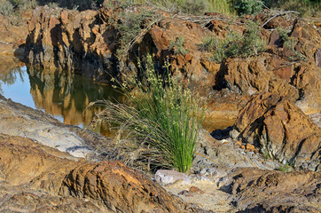 Scirpus Holoschoenus (Round-Headed Club-Rush ) plant, growing between the rocks of the Tinto riverbed © Elba Cabrera