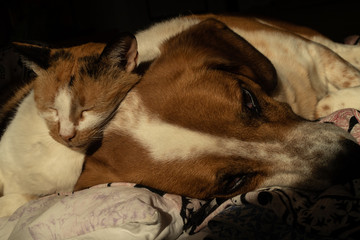 Dog and cat relax in bed