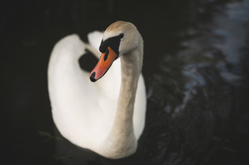 swan on the lake