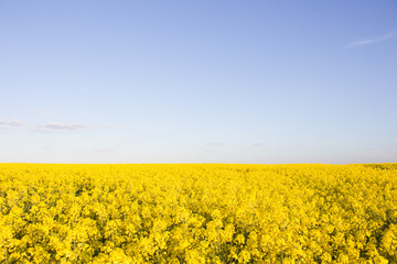 View of the blooming rapeseed field against the evening sky