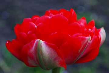red tulip on a green background