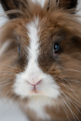 close up of a rabbit on a white background