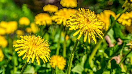 Mlecz polny (Sonchus arvensis L.) – gatunek rośliny z rodziny astrowatych