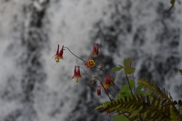 flower on a waterfall backdrop

