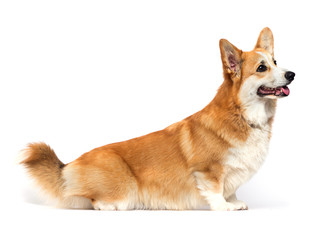 dog sitting sideways on a white background, welsh corgi pembroke