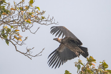 Himalayan vulture