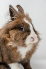 rabbit on a white background
