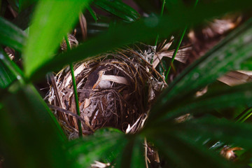 Bird's nest on branch.