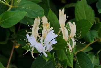 white and yellow flower